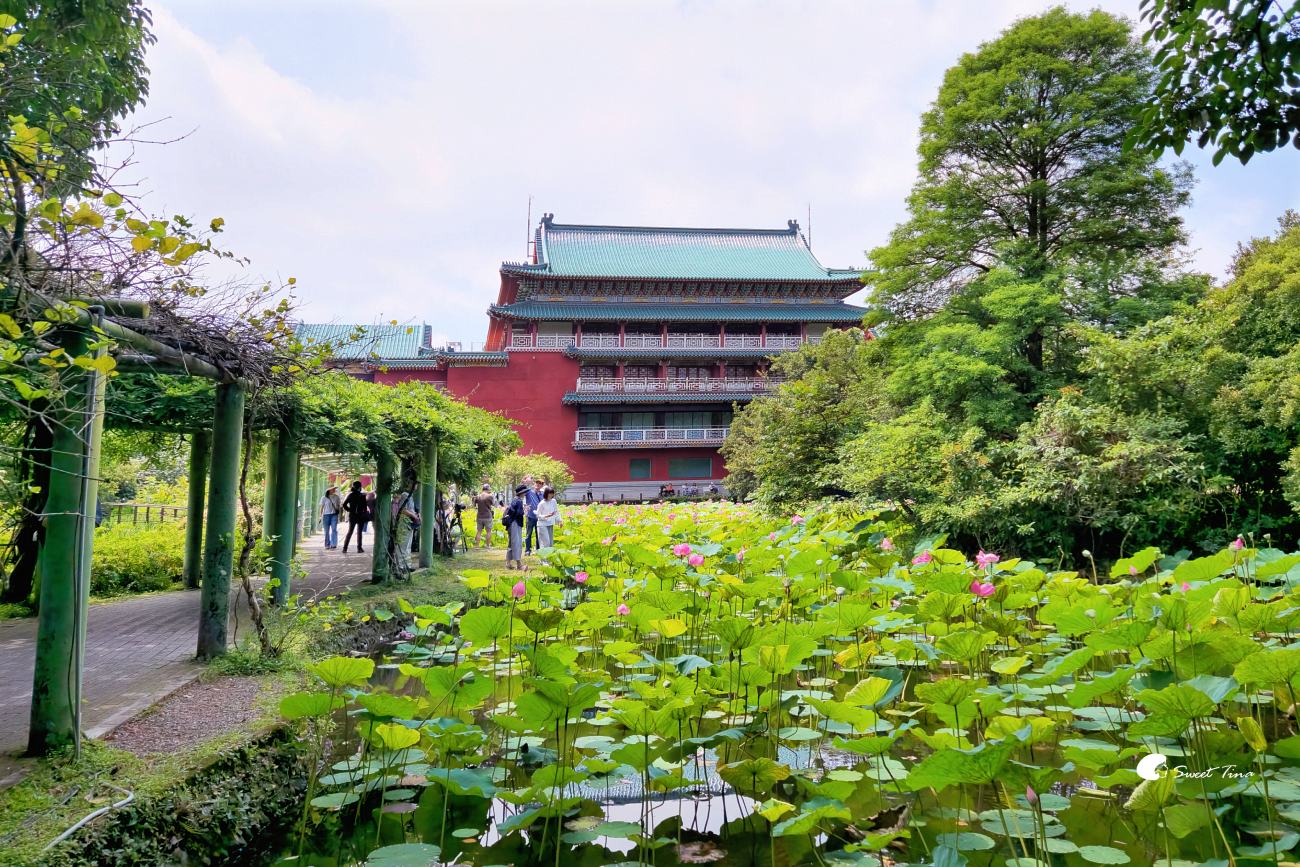 臺北植物園荷花池｜小南門站旁人氣賞荷景點，散步拍照一次滿足