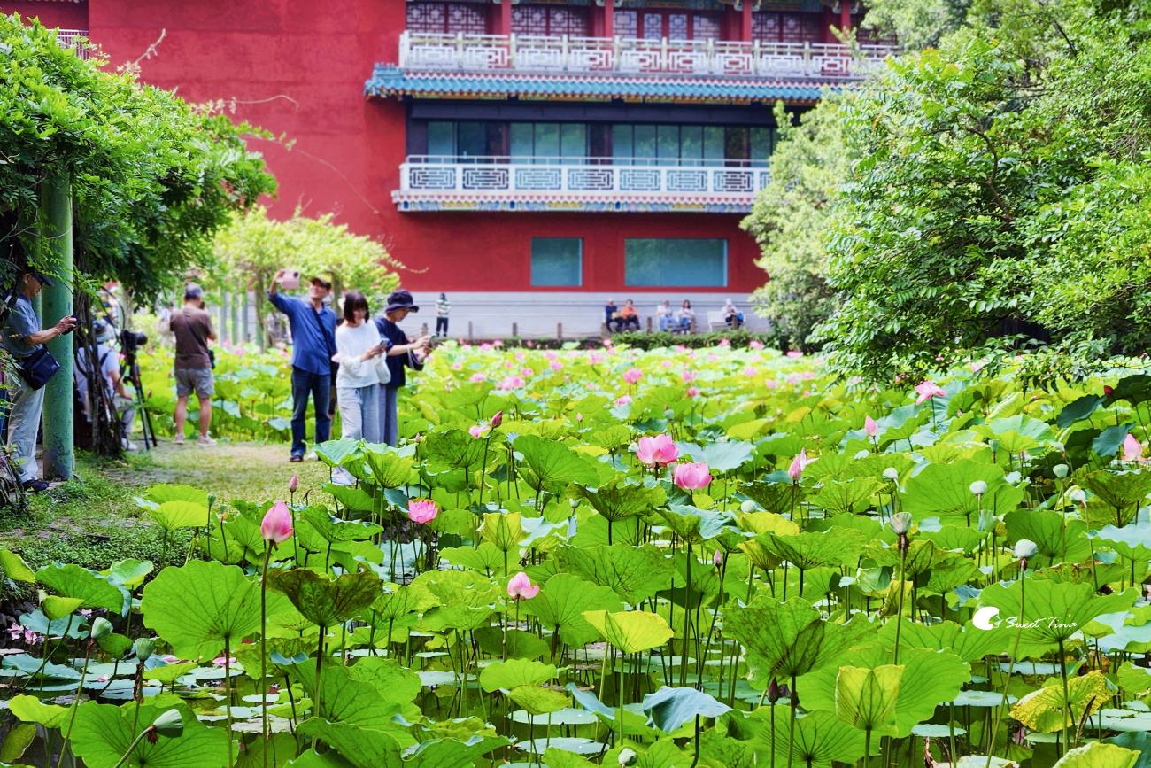 臺北植物園荷花池｜小南門站旁人氣賞荷景點，散步拍照一次滿足