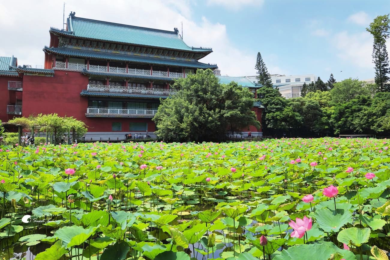 臺北植物園荷花池｜小南門站旁人氣賞荷景點，散步拍照一次滿足