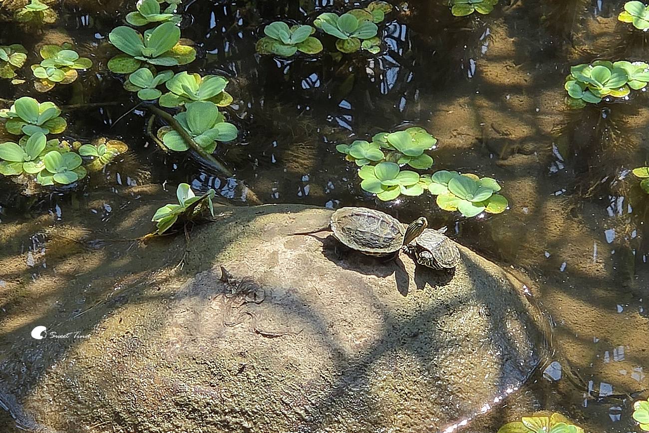 南港新新公園|捷運昆陽站輕鬆到!濕地棧道、落羽松、兒童滑索一次玩 南港新新公園|捷運昆陽站輕鬆到!濕地棧道、落羽松、兒童滑索一次玩