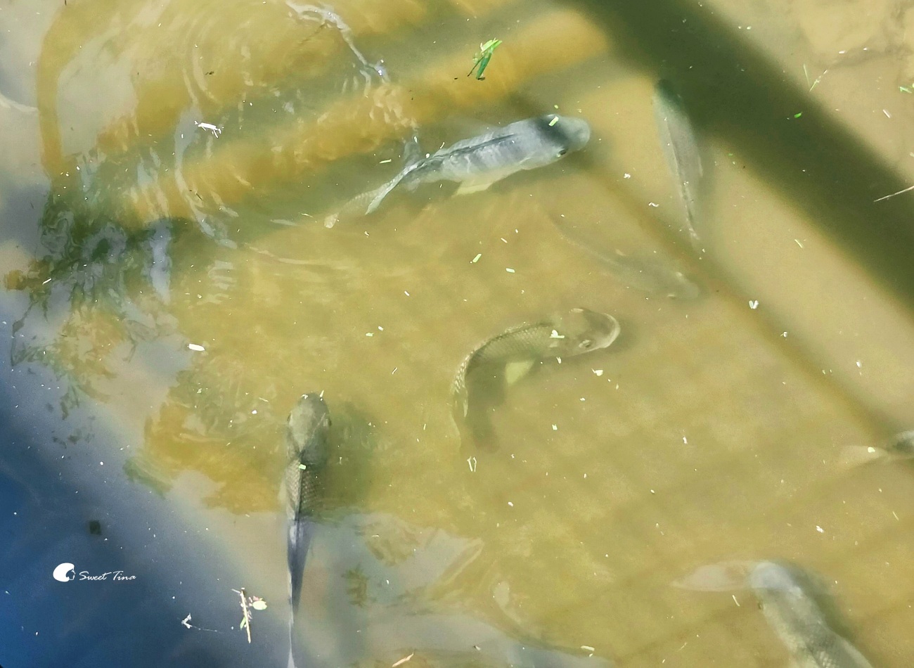南港新新公園|捷運昆陽站輕鬆到!濕地棧道、落羽松、兒童滑索一次玩 南港新新公園|捷運昆陽站輕鬆到!濕地棧道、落羽松、兒童滑索一次玩
