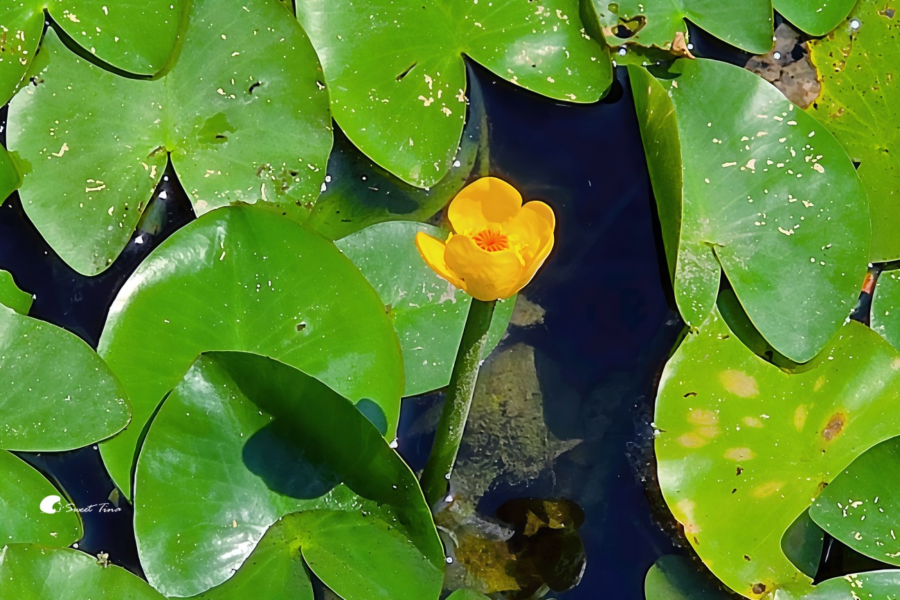 南港新新公園｜捷運昆陽站輕鬆到！濕地棧道、落羽松、兒童滑索一次玩