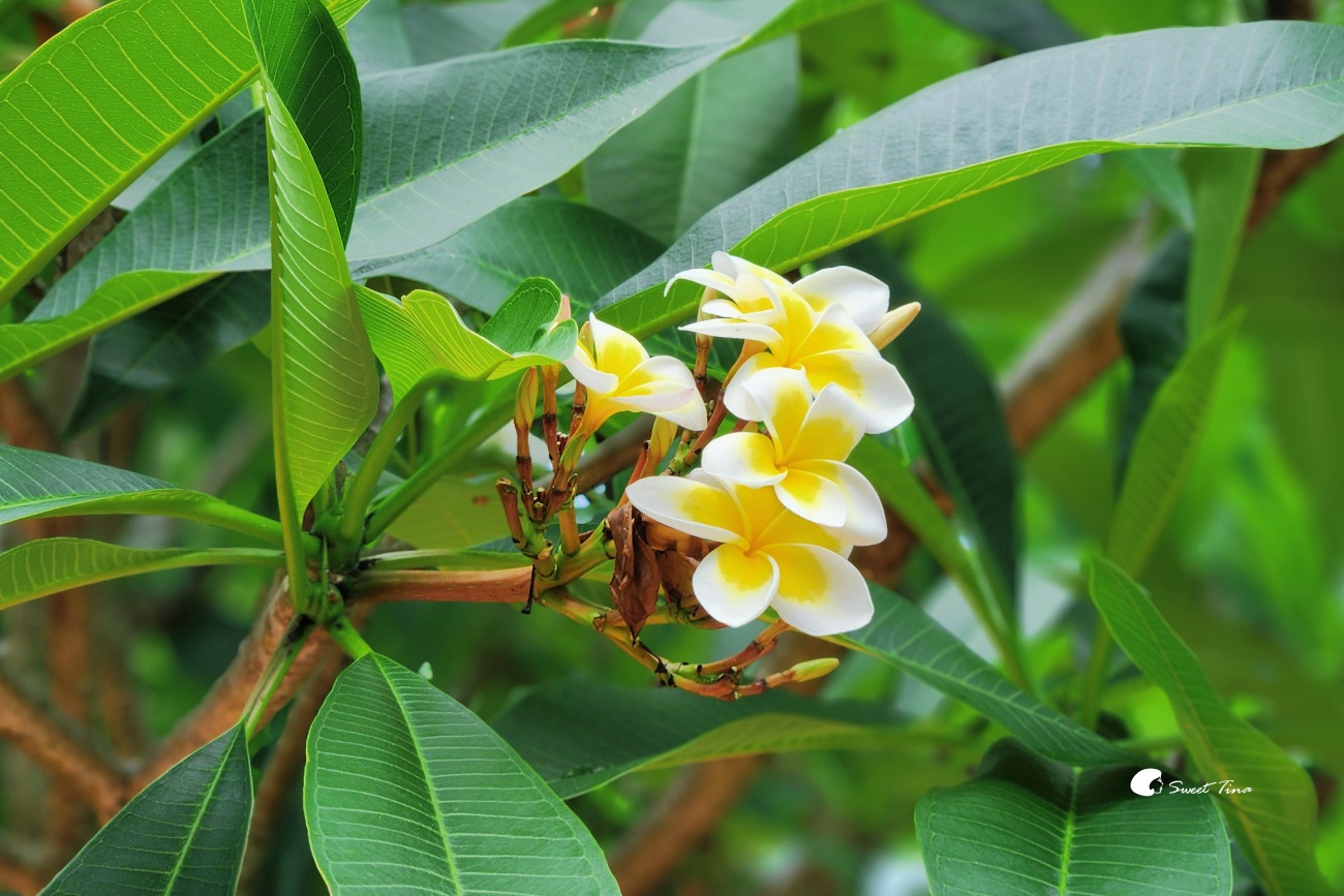內雙溪自然中心藥用植物園|親子同遊、生態教育的台北近郊景點推薦 內雙溪自然中心藥用植物園|親子同遊、生態教育的台北近郊景點推薦