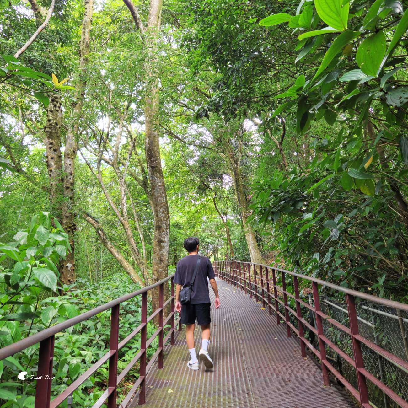 內雙溪自然中心藥用植物園|親子同遊、生態教育的台北近郊景點推薦 內雙溪自然中心藥用植物園|親子同遊、生態教育的台北近郊景點推薦