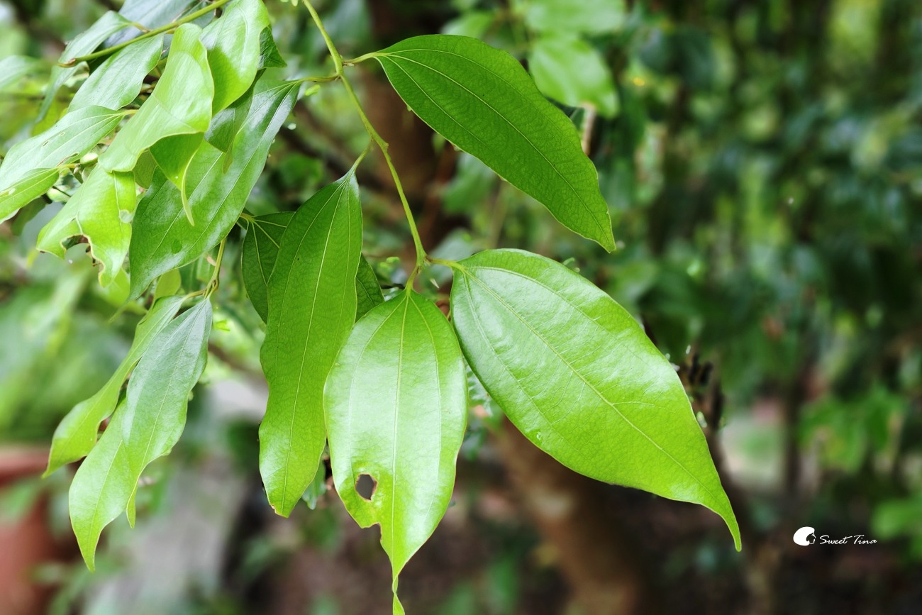 內雙溪自然中心藥用植物園|親子同遊、生態教育的台北近郊景點推薦 內雙溪自然中心藥用植物園|親子同遊、生態教育的台北近郊景點推薦