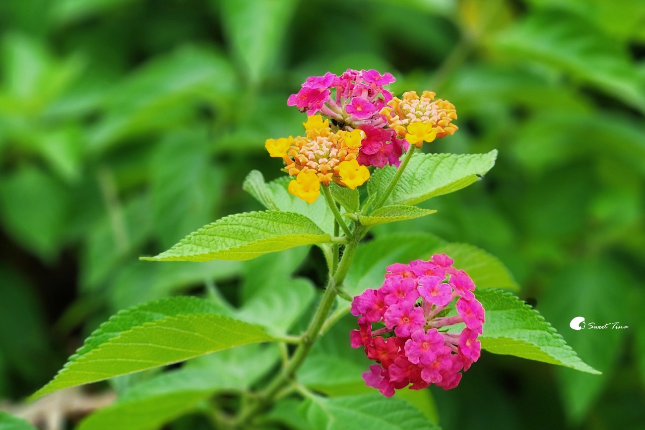內雙溪自然中心藥用植物園|親子同遊、生態教育的台北近郊景點推薦 內雙溪自然中心藥用植物園|親子同遊、生態教育的台北近郊景點推薦