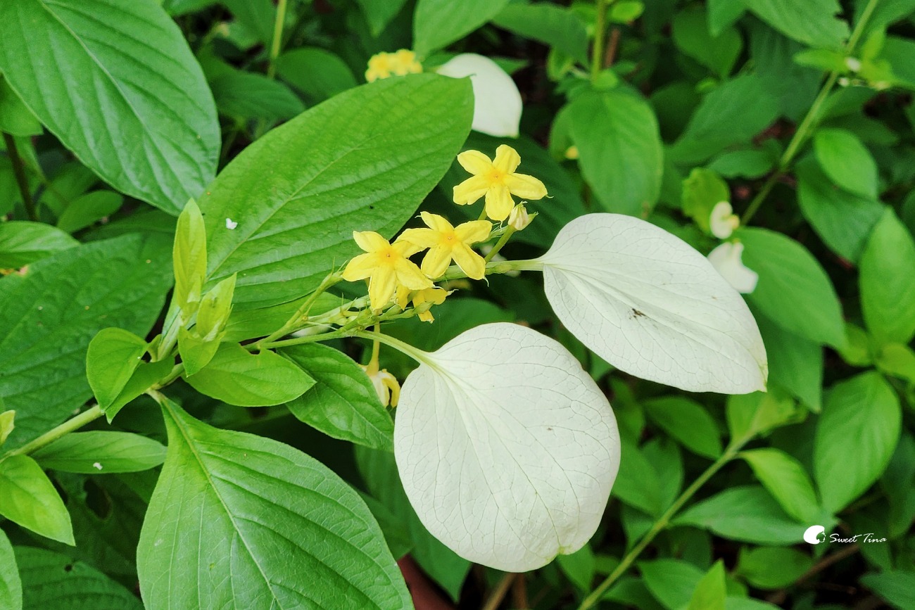 內雙溪自然中心藥用植物園|親子同遊、生態教育的台北近郊景點推薦 內雙溪自然中心藥用植物園|親子同遊、生態教育的台北近郊景點推薦