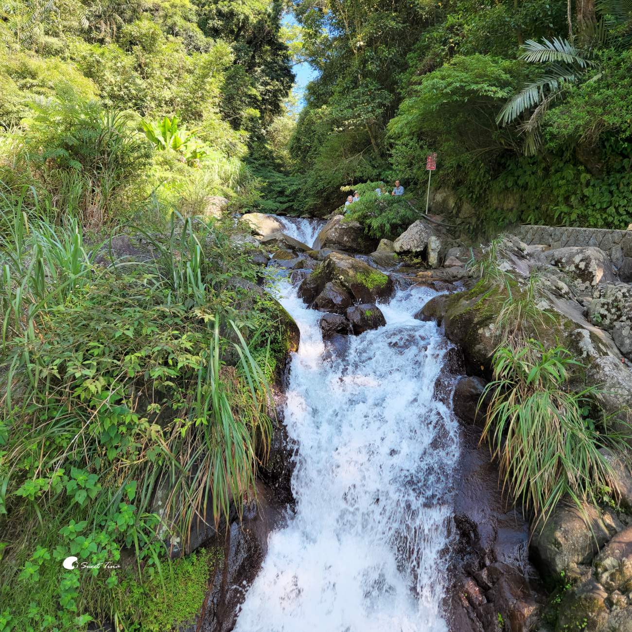 草山觀瀑吊橋及平台|陽明山親子步道,平緩好走賞瀑布 草山觀瀑吊橋及平台|陽明山親子步道,平緩好走賞瀑布