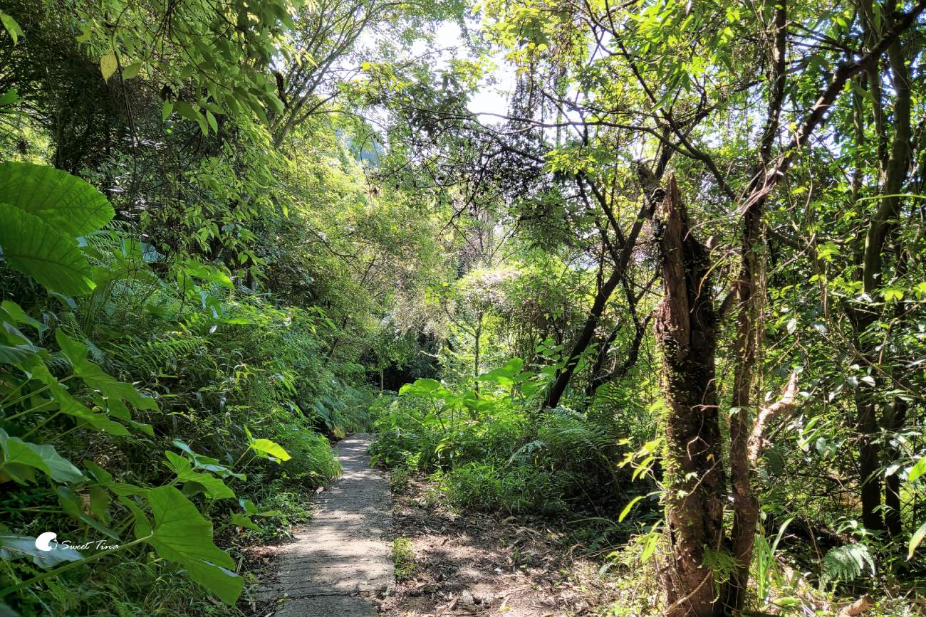 草山觀瀑吊橋及平台|陽明山親子步道,平緩好走賞瀑布 草山觀瀑吊橋及平台|陽明山親子步道,平緩好走賞瀑布