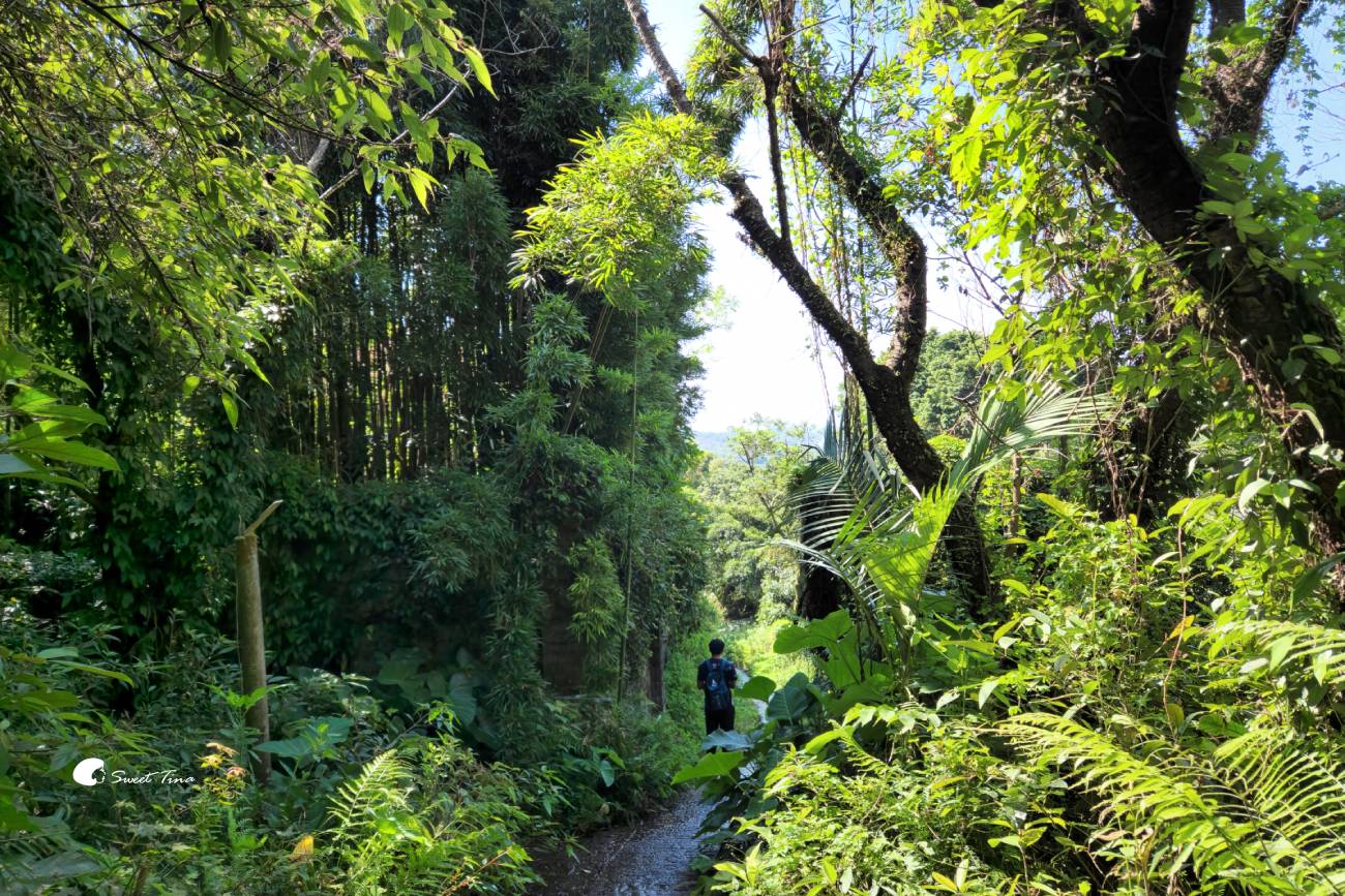 草山觀瀑吊橋及平台｜陽明山親子步道，平緩好走賞瀑布