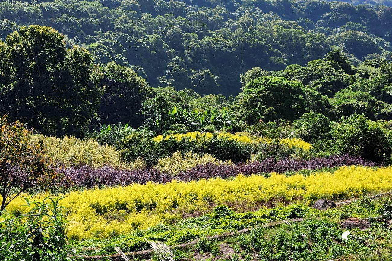 草山觀瀑吊橋及平台|陽明山親子步道,平緩好走賞瀑布 草山觀瀑吊橋及平台|陽明山親子步道,平緩好走賞瀑布