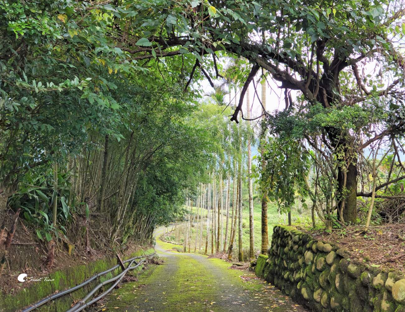 南投竹山霧境民宿|景觀絕佳的山林秘境住宿推薦 南投竹山霧境民宿|景觀絕佳的山林秘境住宿推薦