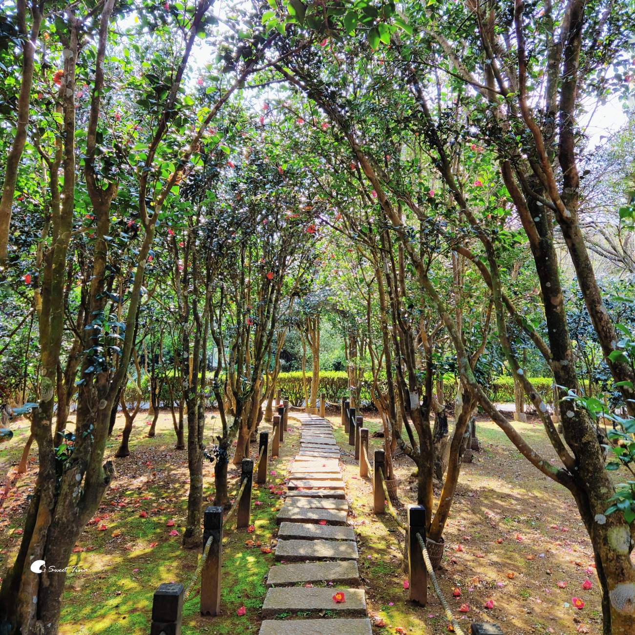 陽明山花卉試驗中心|台北茶花展繽紛綻放 陽明山花卉試驗中心|台北茶花展繽紛綻放