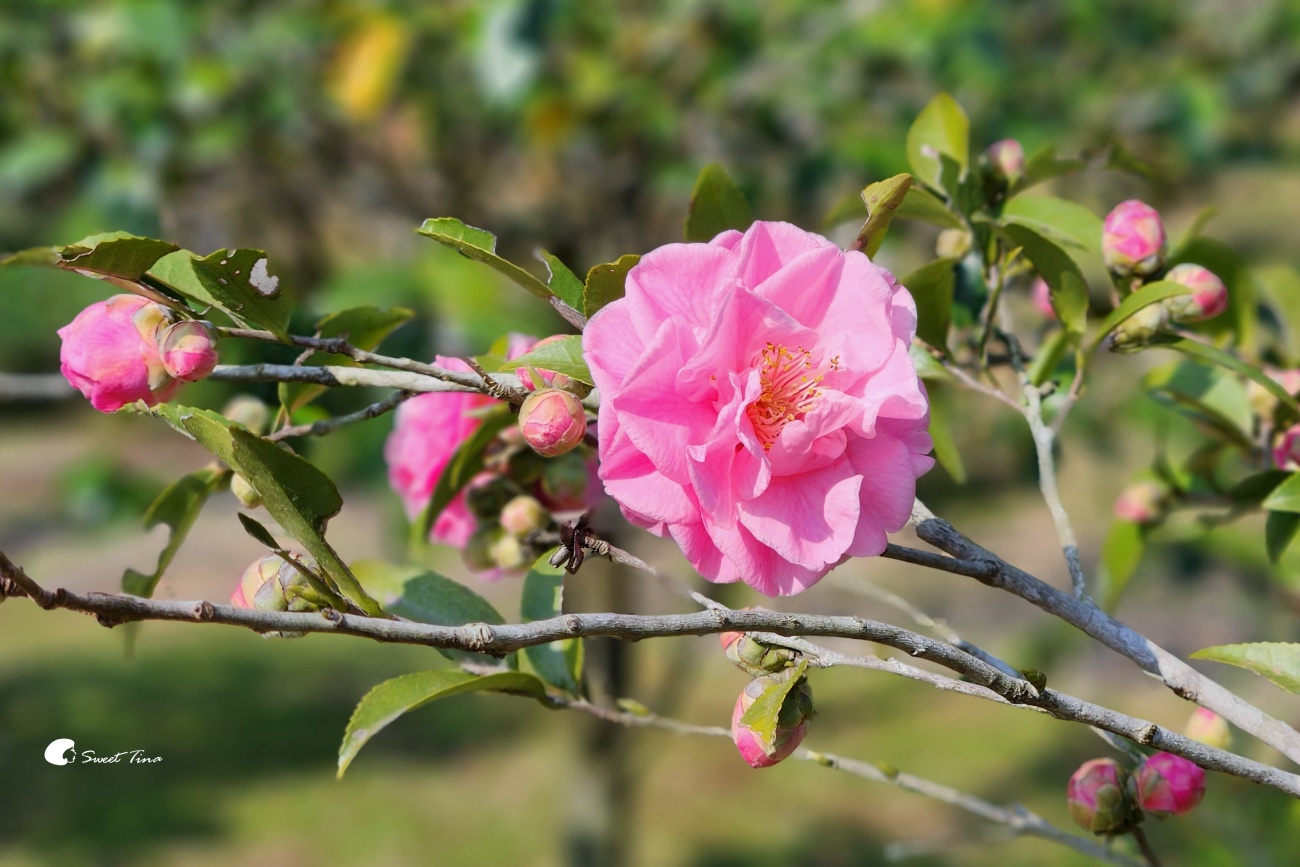 陽明山花卉試驗中心|台北茶花展繽紛綻放 陽明山花卉試驗中心|台北茶花展繽紛綻放