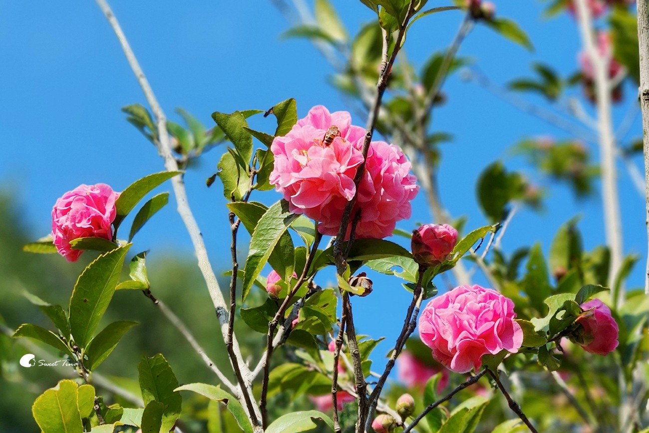 陽明山花卉試驗中心|台北茶花展繽紛綻放 陽明山花卉試驗中心|台北茶花展繽紛綻放
