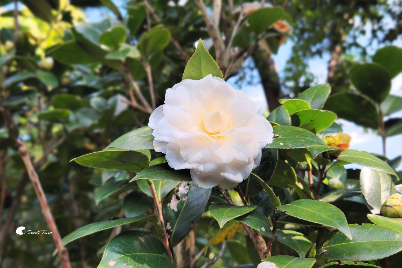 陽明山花卉試驗中心|台北茶花展繽紛綻放 陽明山花卉試驗中心|台北茶花展繽紛綻放