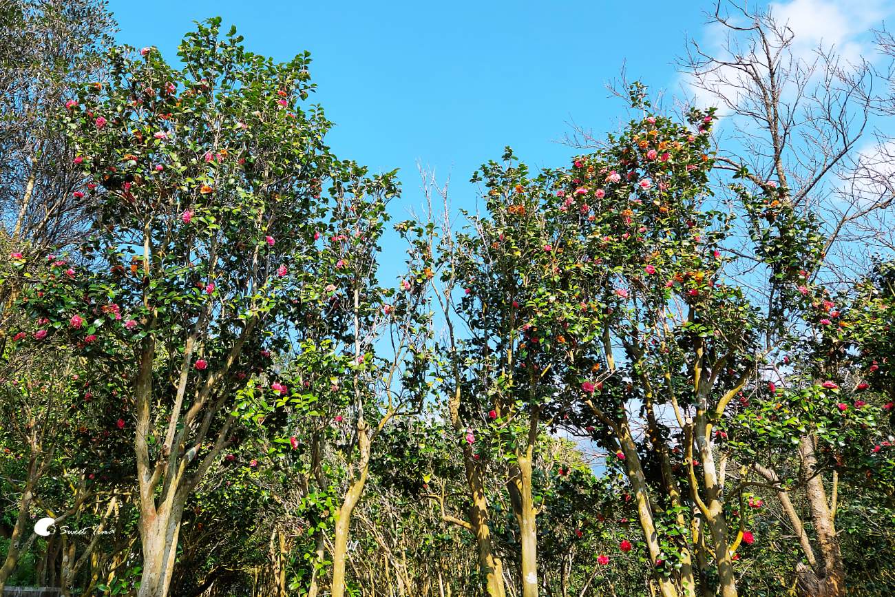 陽明山花卉試驗中心|台北茶花展繽紛綻放 陽明山花卉試驗中心|台北茶花展繽紛綻放