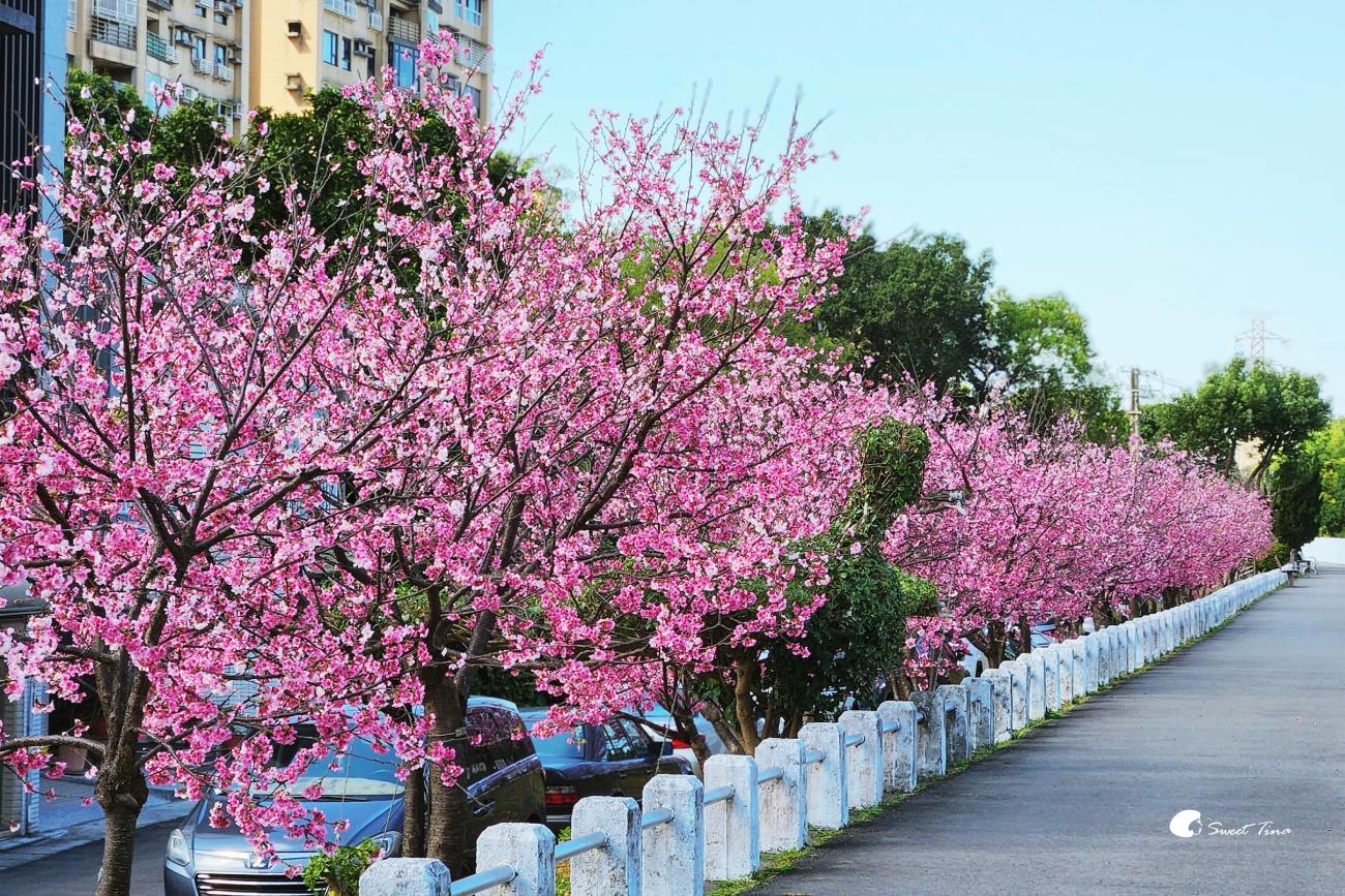 台北賞櫻景點推薦|士林外雙溪河岸櫻花步道浪漫秘境 台北賞櫻景點推薦|士林外雙溪河岸櫻花步道浪漫秘境