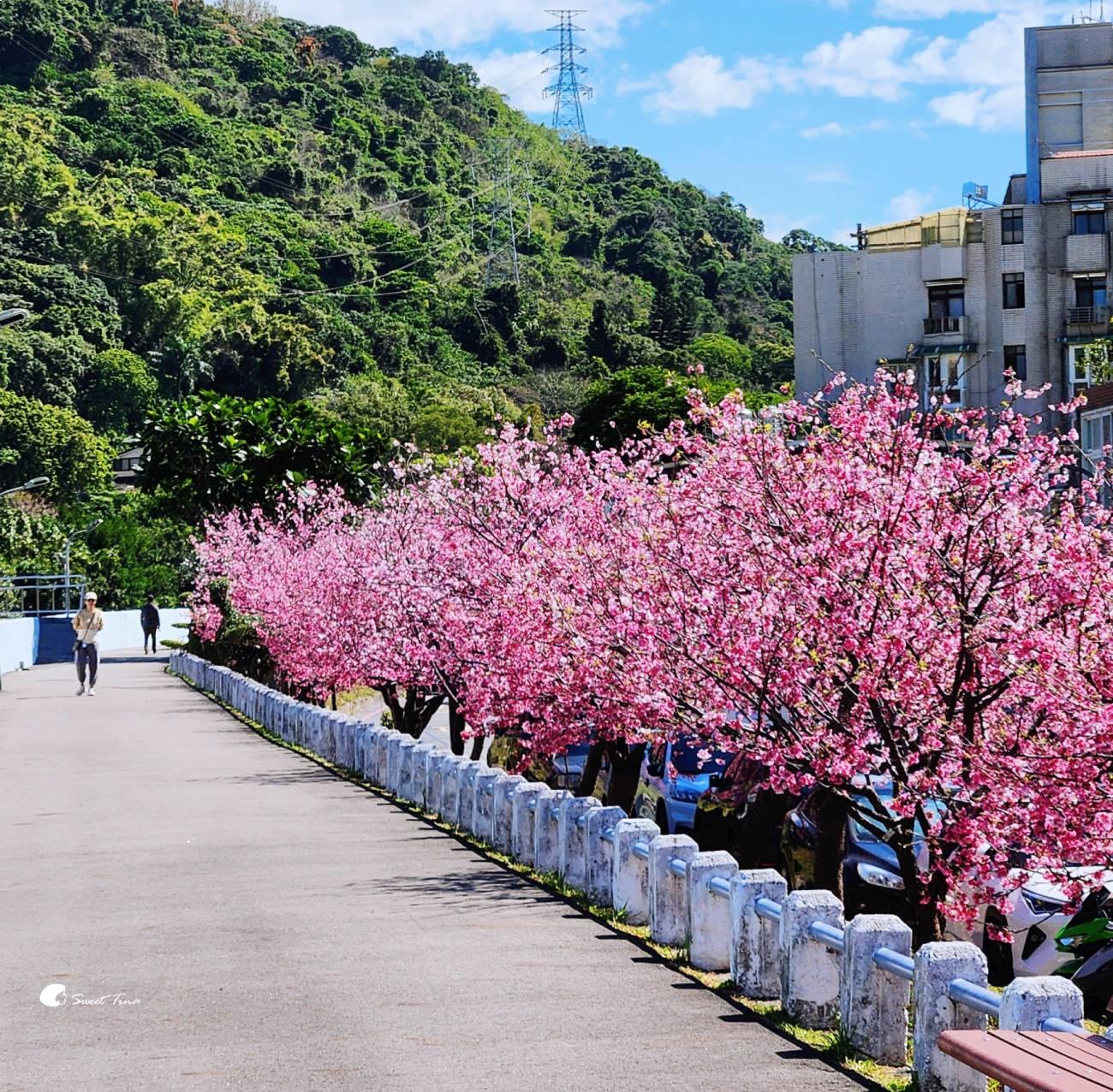 台北賞櫻景點推薦|士林外雙溪河岸櫻花步道浪漫秘境 台北賞櫻景點推薦|士林外雙溪河岸櫻花步道浪漫秘境
