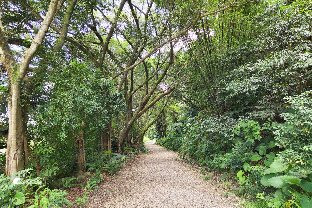 大漢溪山豬湖生態親水園區|桃園大溪景點,漫步親水步道、欣賞濕地生態與壯麗中庄吊橋 大漢溪山豬湖生態親水園區|桃園大溪景點,漫步親水步道、欣賞濕地生態與壯麗中庄吊橋