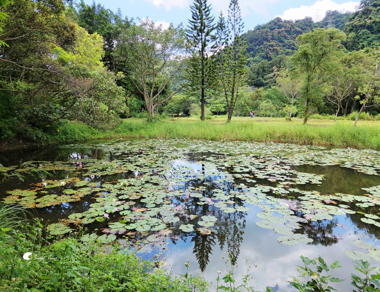 大漢溪山豬湖生態親水園區|桃園大溪景點,漫步親水步道、欣賞濕地生態與壯麗中庄吊橋 大漢溪山豬湖生態親水園區|桃園大溪景點,漫步親水步道、欣賞濕地生態與壯麗中庄吊橋
