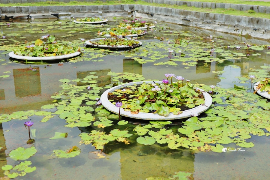 逍遙園 | 高雄免費景點推薦 – 昔日日本貴族別墅,融合日式×西洋建築美學的古蹟秘境 逍遙園 | 高雄免費景點推薦 – 昔日日本貴族別墅,融合日式×西洋建築美學的古蹟秘境