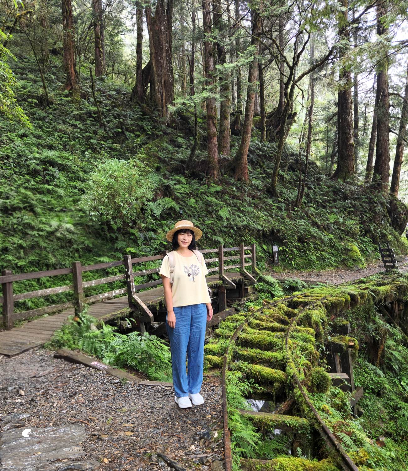 宜蘭太平山見晴懷古步道|走進迷霧森林鐵道!長輩親子輕鬆走,門票交通整理 宜蘭太平山見晴懷古步道|走進迷霧森林鐵道!長輩親子輕鬆走,門票交通整理
