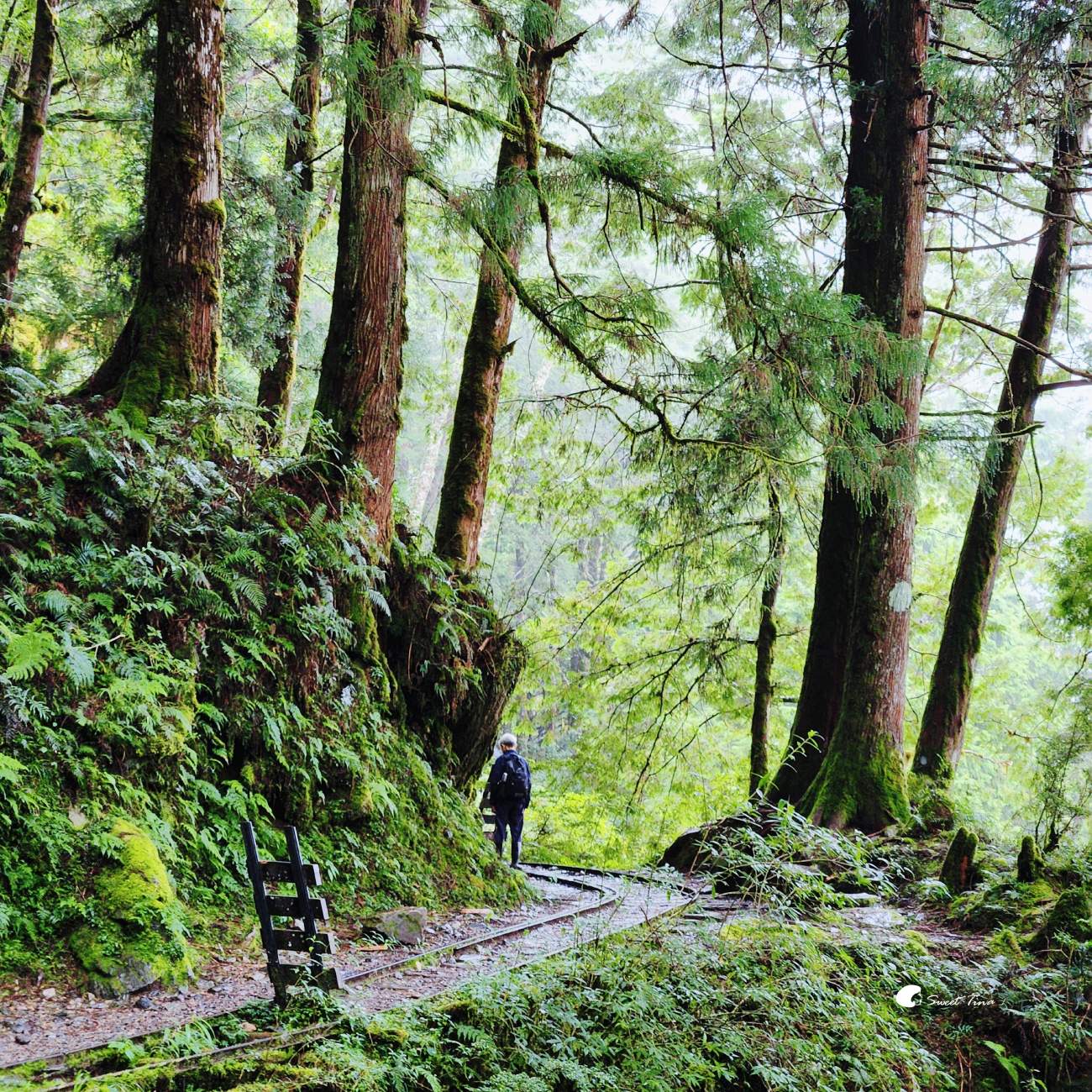 宜蘭太平山見晴懷古步道｜走進迷霧森林鐵道！長輩親子輕鬆走，門票交通整理