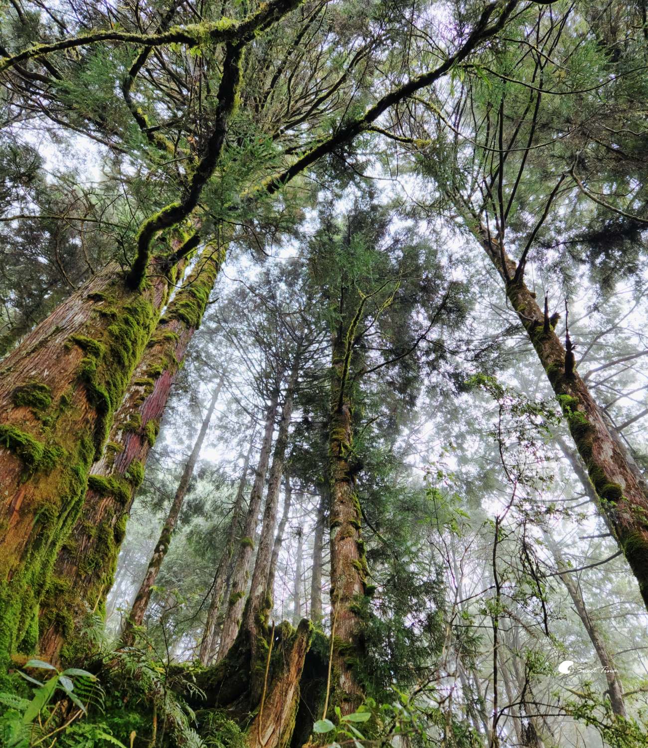 宜蘭太平山見晴懷古步道|走進迷霧森林鐵道!長輩親子輕鬆走,門票交通整理 宜蘭太平山見晴懷古步道|走進迷霧森林鐵道!長輩親子輕鬆走,門票交通整理