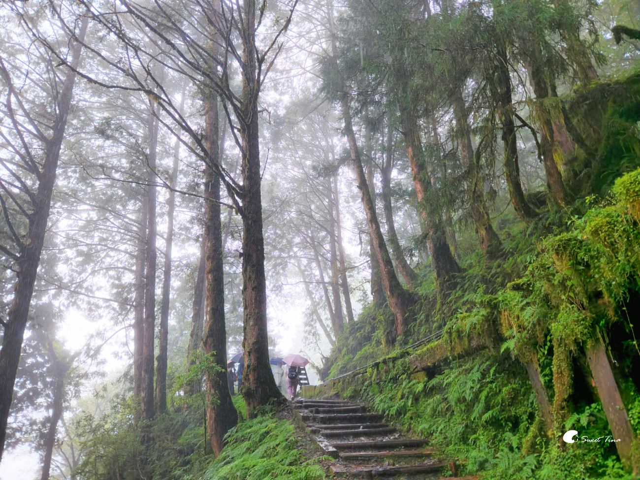 宜蘭太平山見晴懷古步道|走進迷霧森林鐵道!長輩親子輕鬆走,門票交通整理 宜蘭太平山見晴懷古步道|走進迷霧森林鐵道!長輩親子輕鬆走,門票交通整理