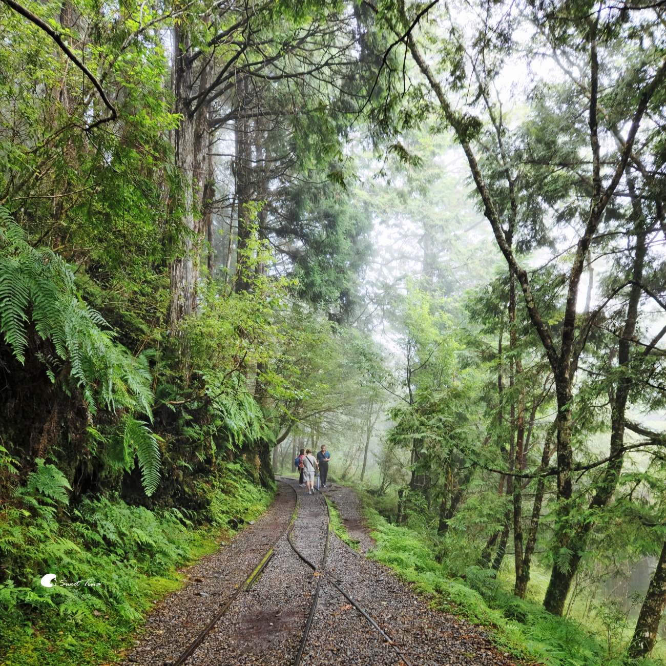 宜蘭太平山見晴懷古步道|走進迷霧森林鐵道!長輩親子輕鬆走,門票交通整理 宜蘭太平山見晴懷古步道|走進迷霧森林鐵道!長輩親子輕鬆走,門票交通整理