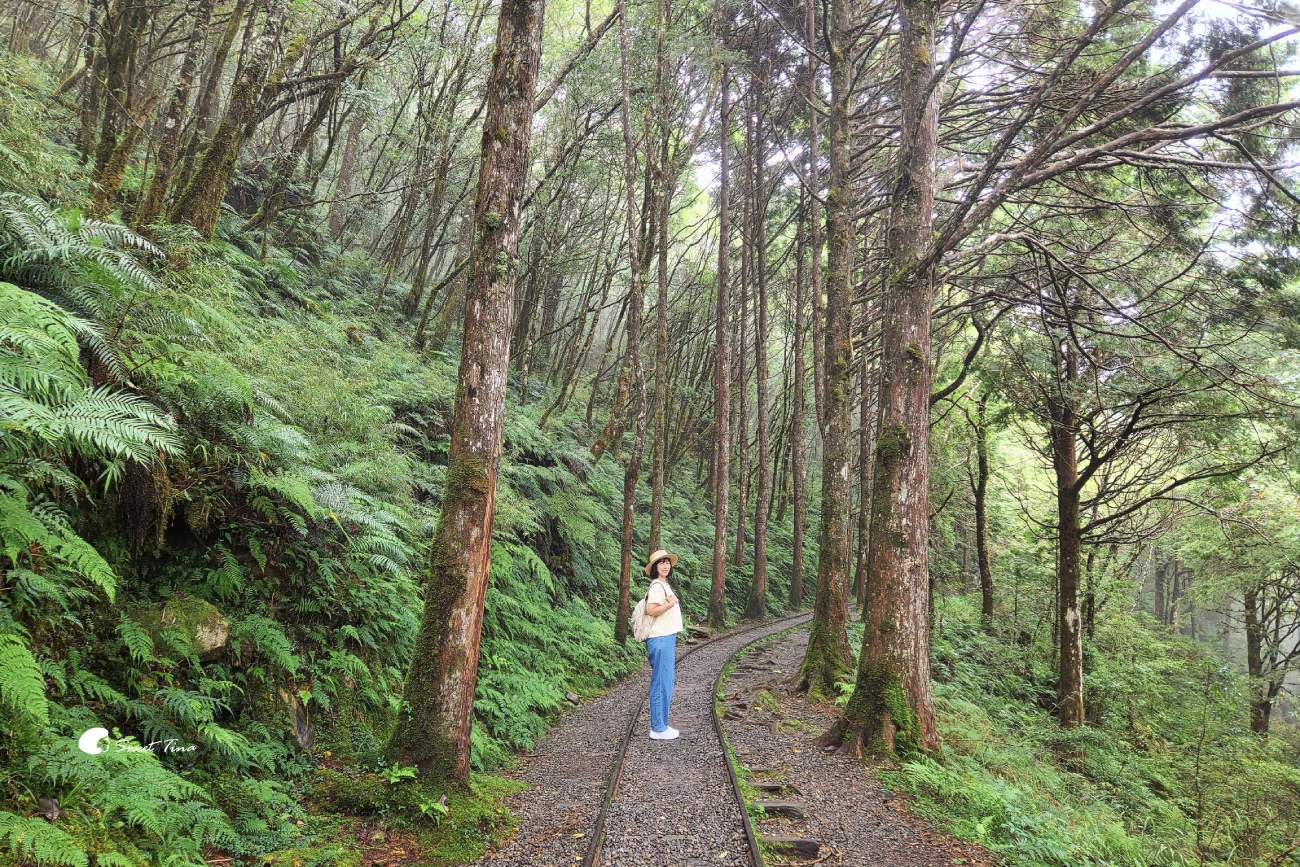 宜蘭太平山見晴懷古步道|走進迷霧森林鐵道!長輩親子輕鬆走,門票交通整理 宜蘭太平山見晴懷古步道|走進迷霧森林鐵道!長輩親子輕鬆走,門票交通整理