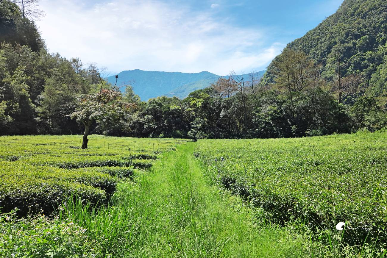 南投帖比倫峽谷瀑布|紅香部落秘境景點,紅香茶園、五彩岩壁、碧綠深潭 南投帖比倫峽谷瀑布|紅香部落秘境景點,紅香茶園、五彩岩壁、碧綠深潭