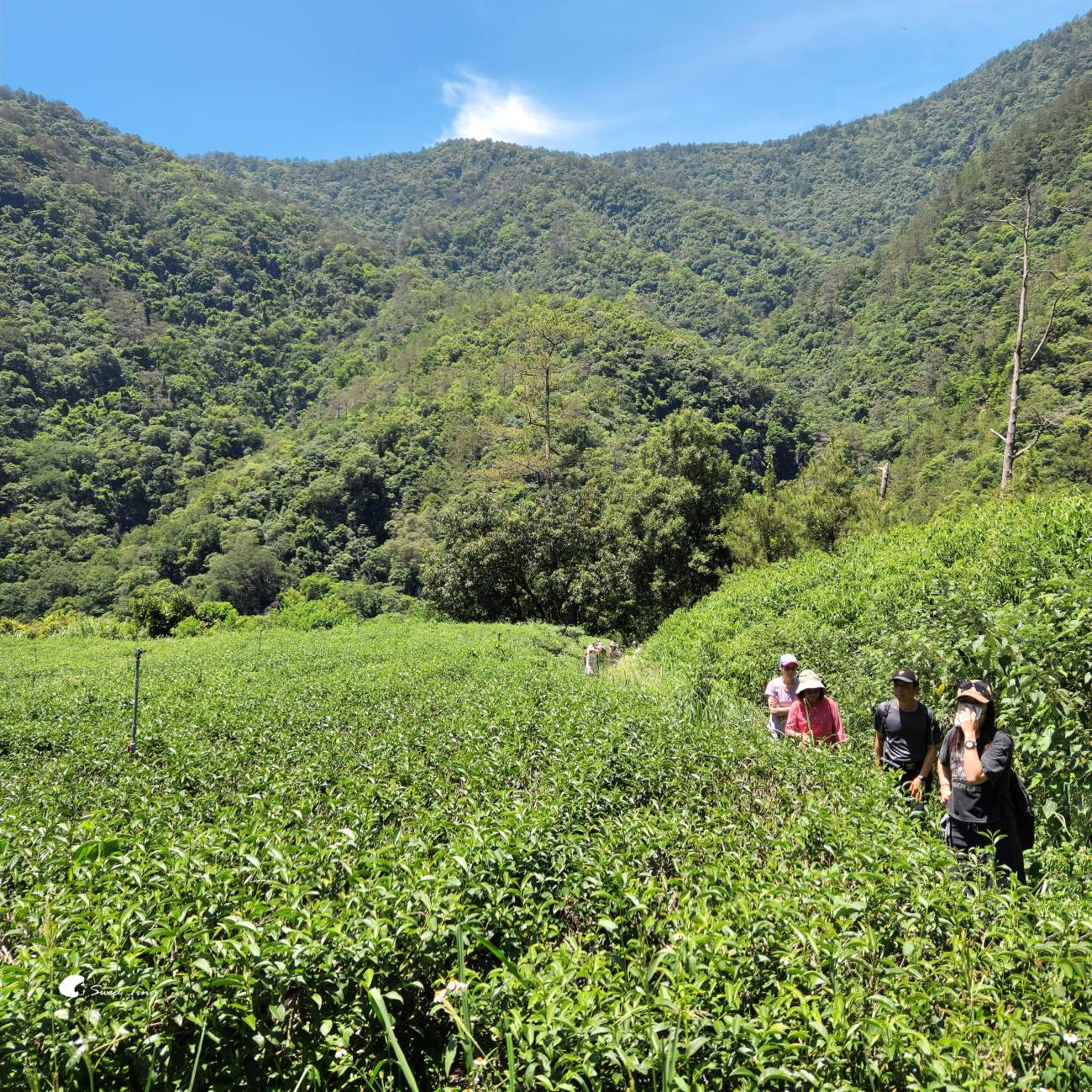 南投帖比倫峽谷瀑布|紅香部落秘境景點,紅香茶園、五彩岩壁、碧綠深潭 南投帖比倫峽谷瀑布|紅香部落秘境景點,紅香茶園、五彩岩壁、碧綠深潭