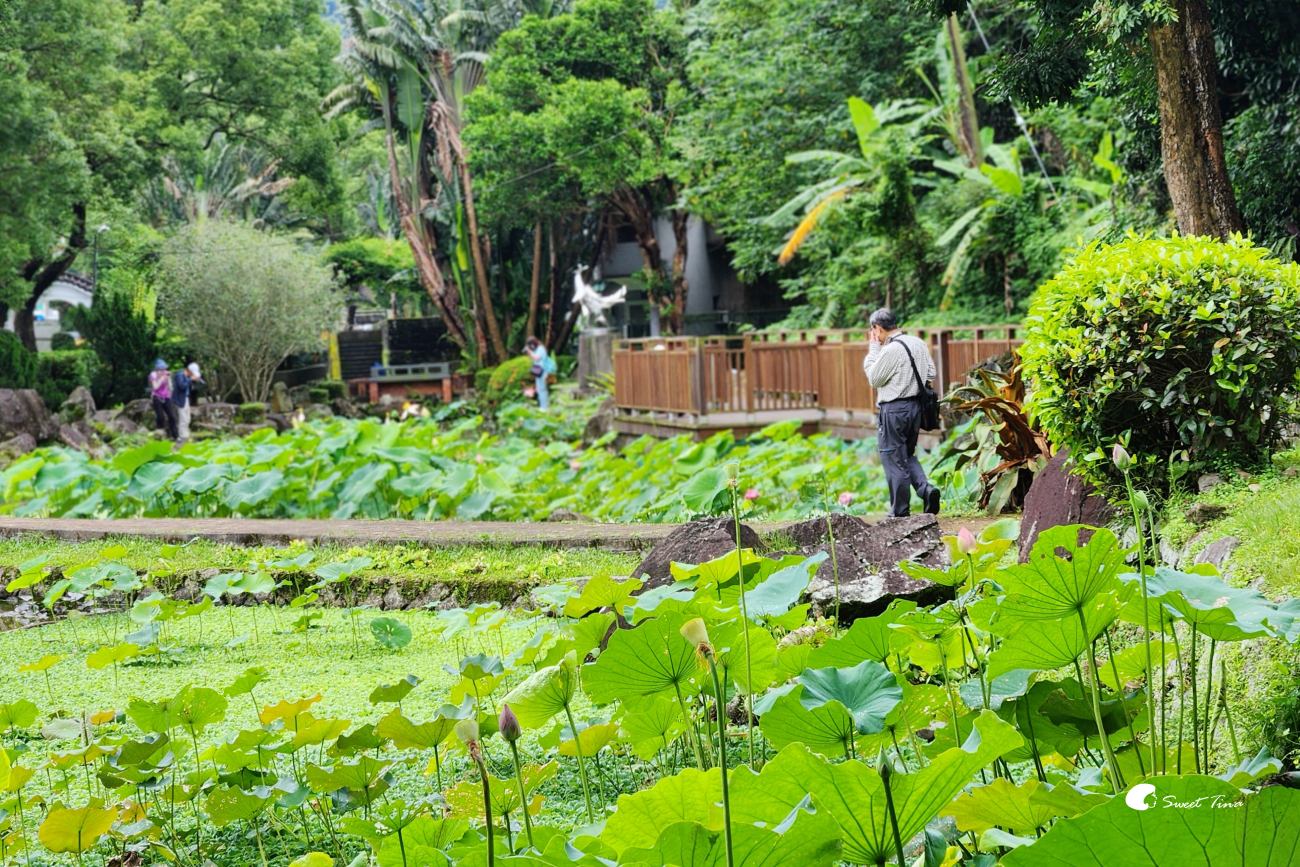 至德園|台北賞荷私房景點,隱藏在台北故宮旁的小秘境 至德園|台北賞荷私房景點,隱藏在台北故宮旁的小秘境