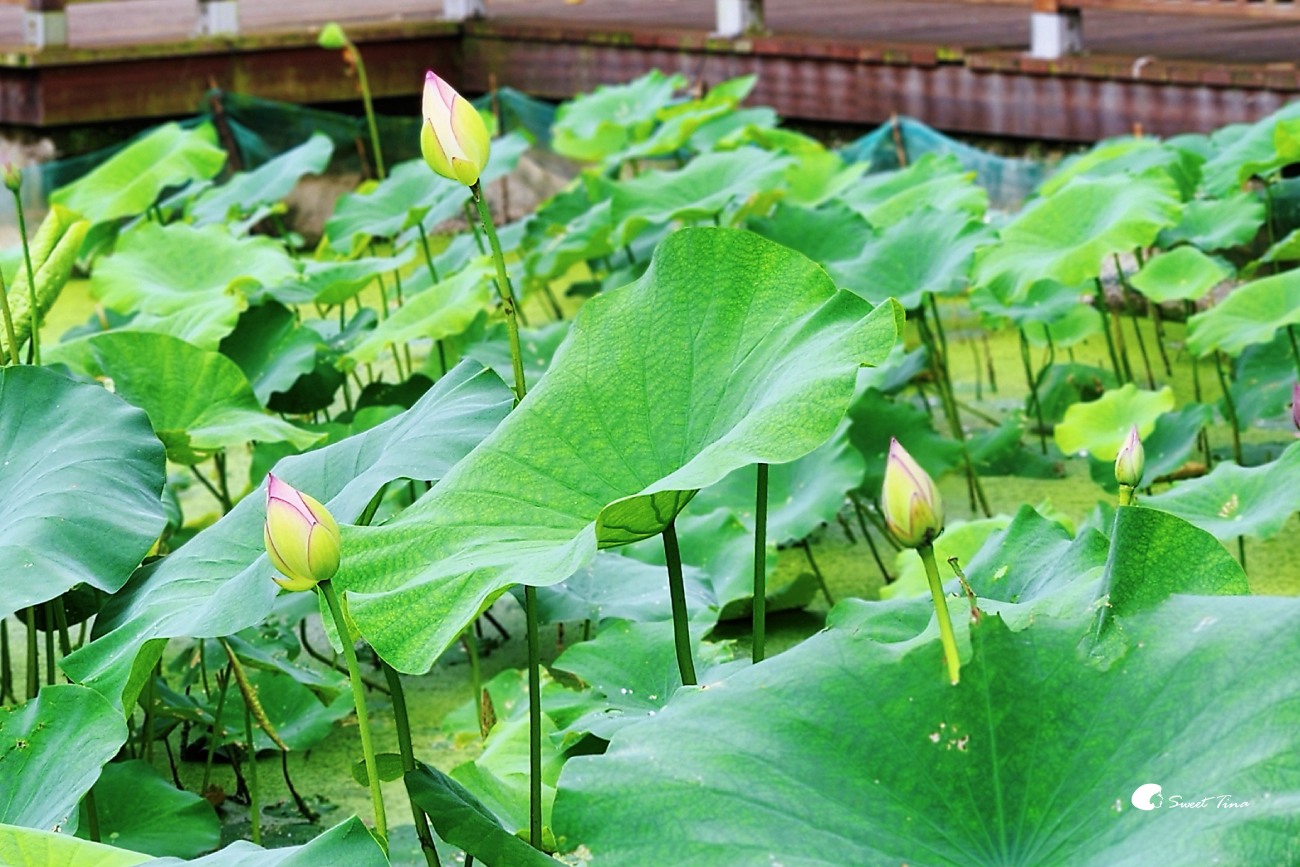 至德園|台北賞荷私房景點,隱藏在台北故宮旁的小秘境 至德園|台北賞荷私房景點,隱藏在台北故宮旁的小秘境