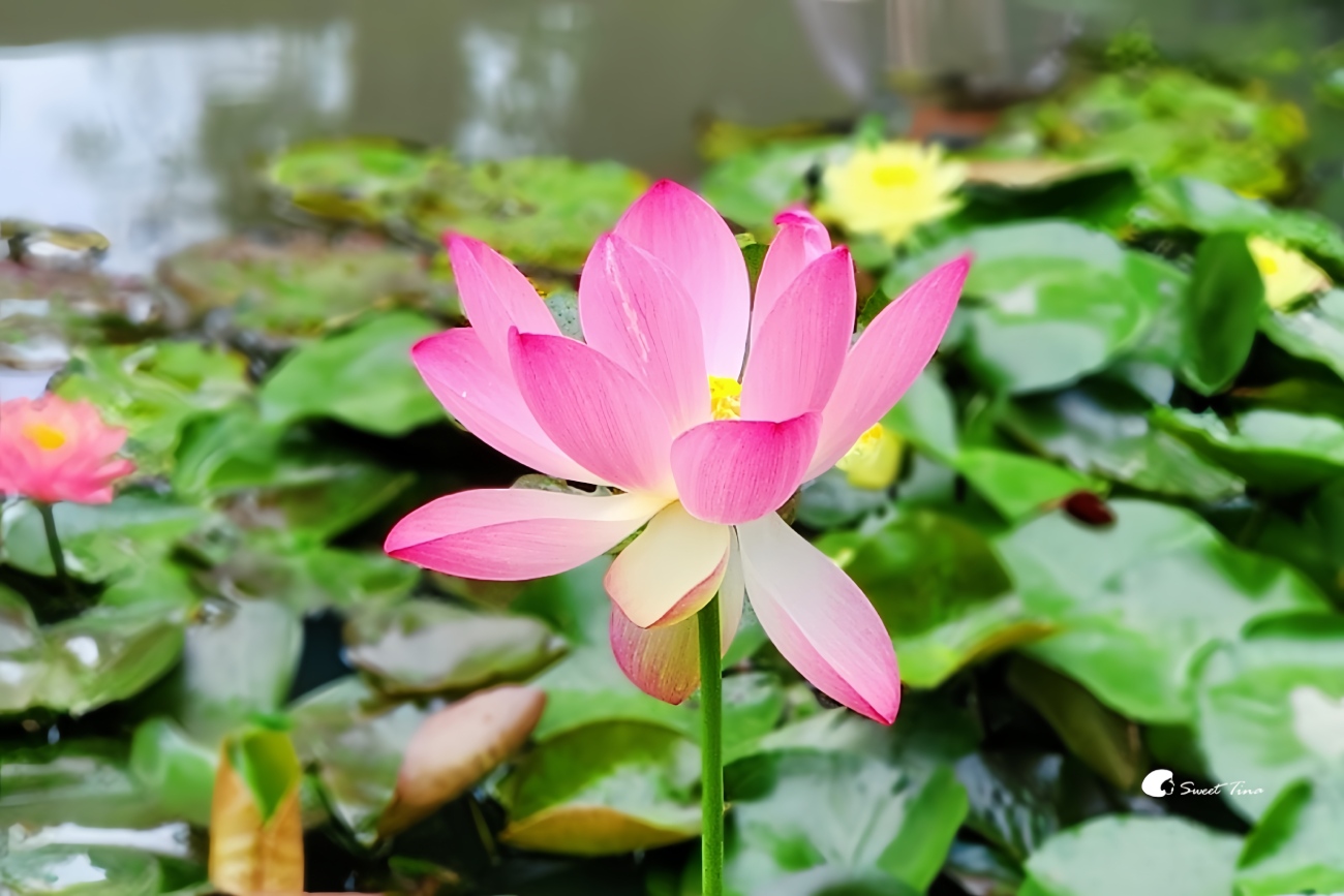 至德園|台北賞荷私房景點,隱藏在台北故宮旁的小秘境 至德園|台北賞荷私房景點,隱藏在台北故宮旁的小秘境