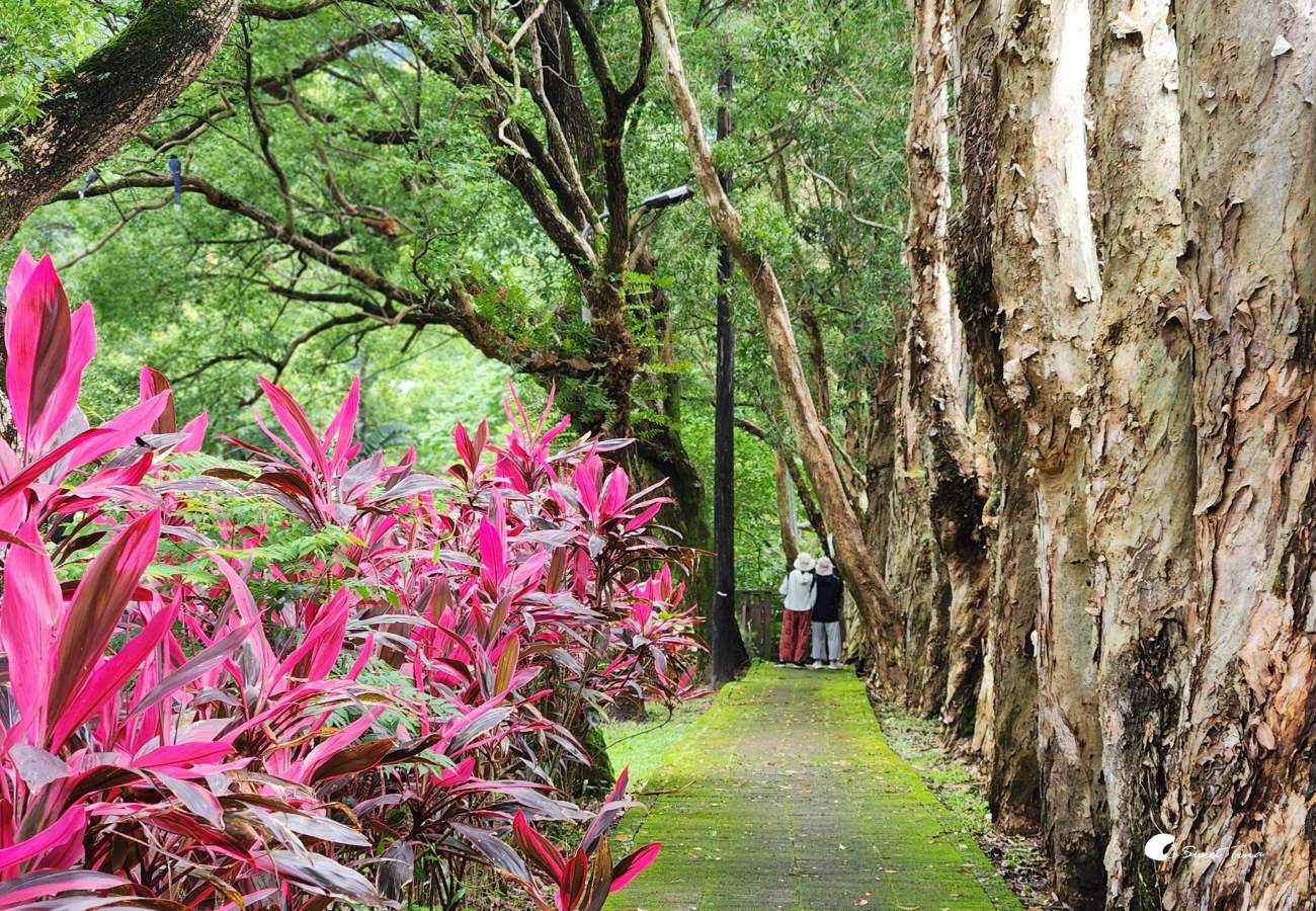 至德園|台北賞荷私房景點,隱藏在台北故宮旁的小秘境 至德園|台北賞荷私房景點,隱藏在台北故宮旁的小秘境