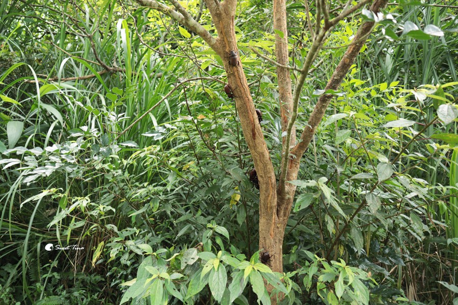 台北中正山觀景台|北投健行景點推薦 – 眺望七星山、探索自然生態 台北中正山觀景台|北投健行景點推薦 – 眺望七星山、探索自然生態